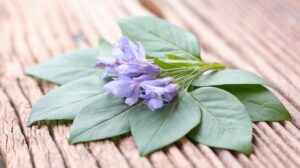  holy basil